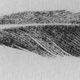 The 1862 drawing of the fossil feather. showing an assumed quill.